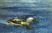 bruno liljefors simmande lom oil painting on canvas